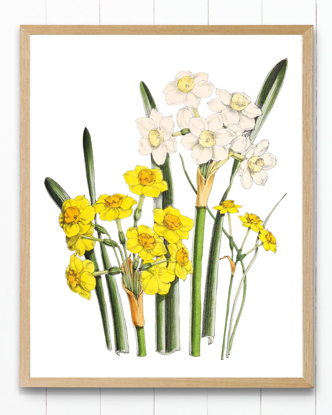 White and Yellow Daffodil Narcissus Flowers Vintage Botanical Poster - Image 4