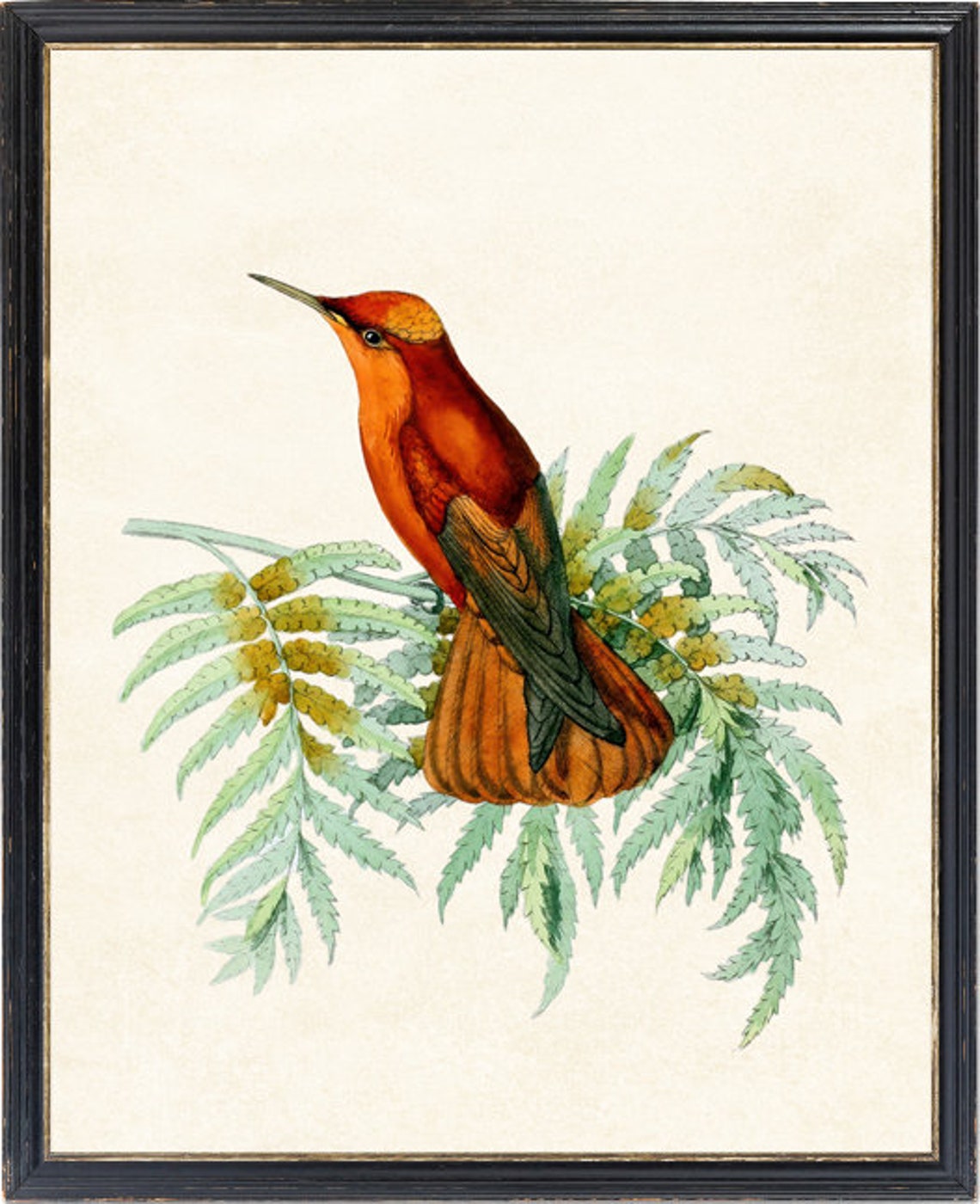 Crimson Hummingbird on Fern Vintage Botanical Illustration Print - Image 4