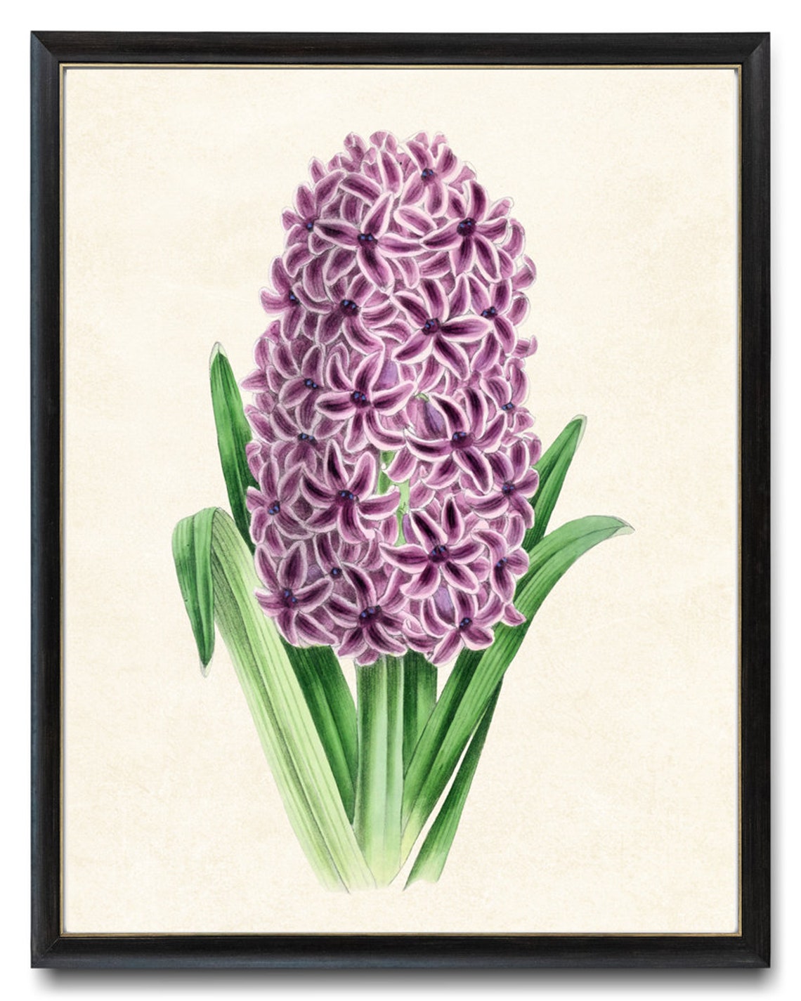 Fragrant Purple Hyacinth Bloom Classic Vintage Botanical Spring Poster