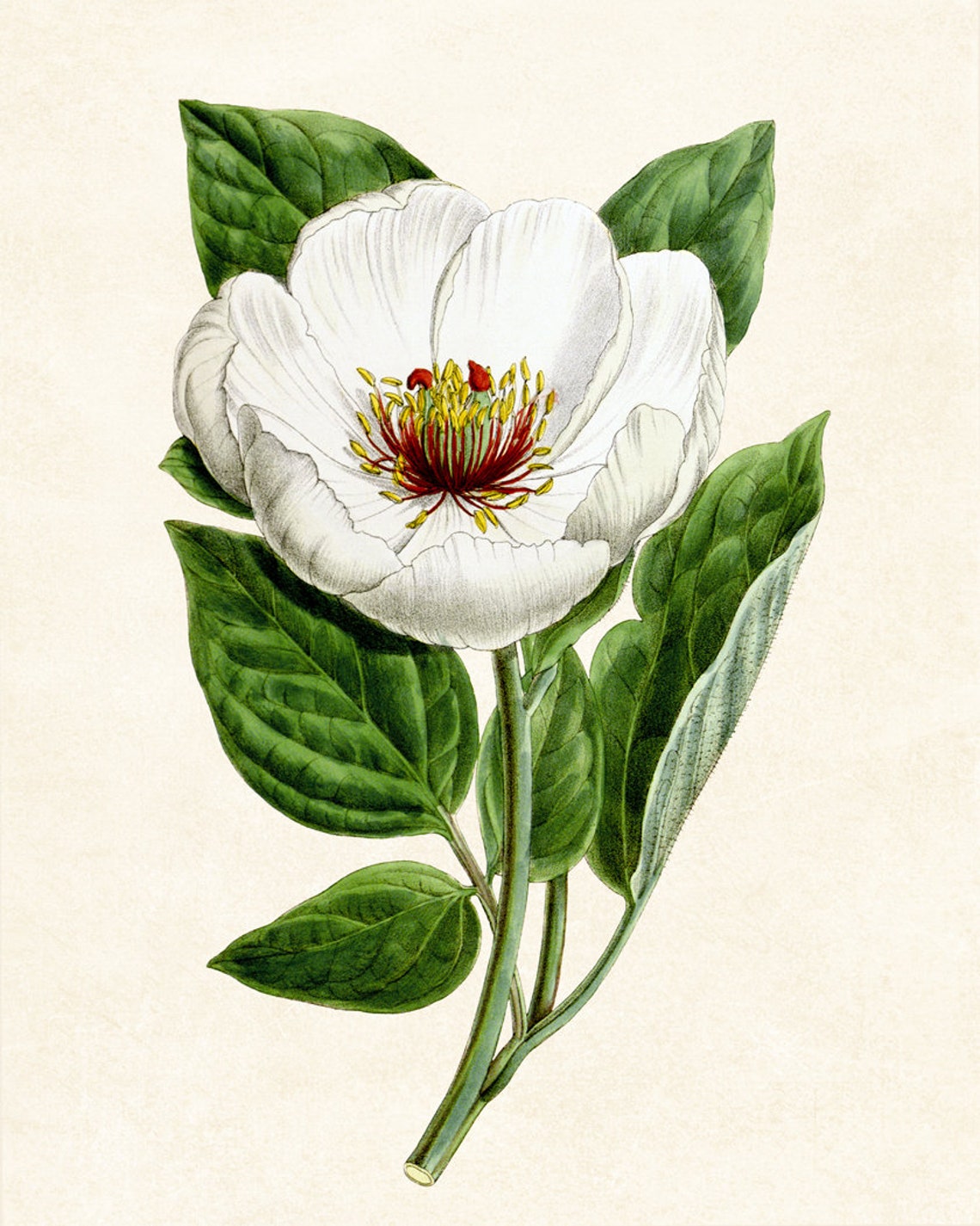 White Peony Bloom Antique Botanical Illustration Vintage Poster - Image 3