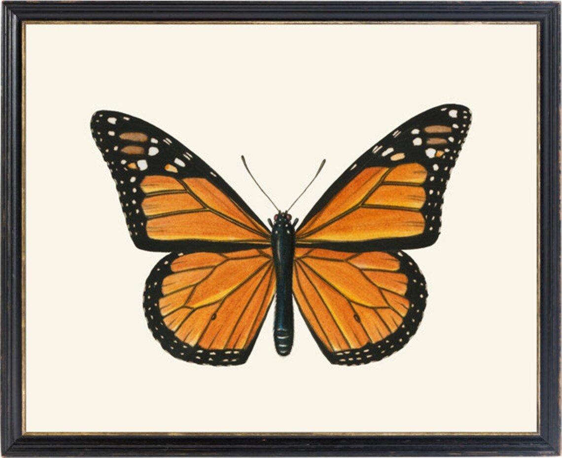 Monarch Butterfly Vintage Insect Art Print - Image 2