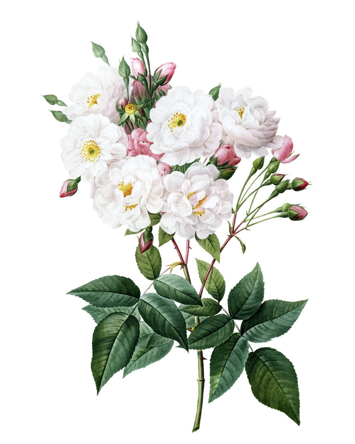 Antique White Pink Roses Botanical Floral Illustration Wall Poster - Image 2