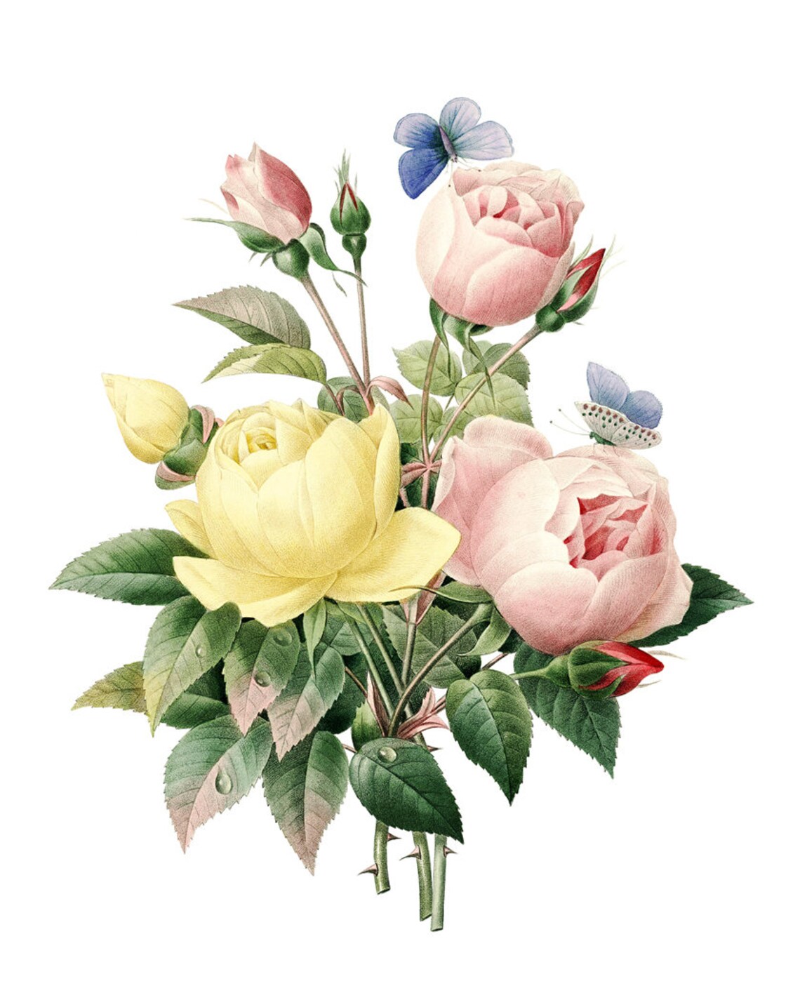 Rose Bouquet Vintage Illustration Art Print - Image 2