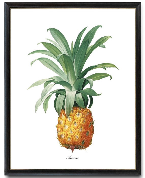 Pineapple Botanical Pj Redoute Art Ananas Antique Illustration Fruit Print Kitchen Wall Art