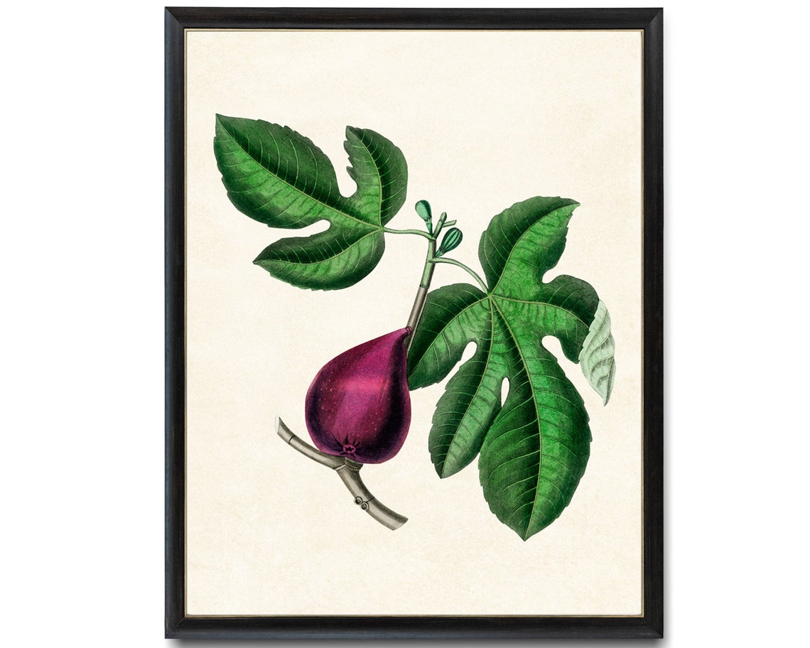 Ripe Purple Fig Fruit with Green Leaves Vintage Botanical Study Poster