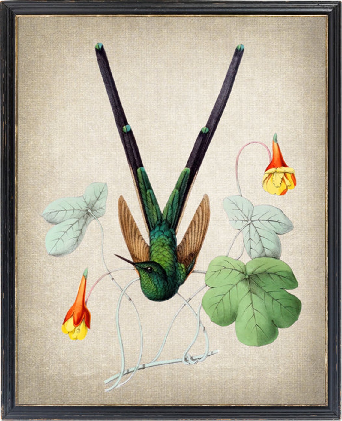Long Tailed Hummingbird Vintage Bird Illustration Art Poster