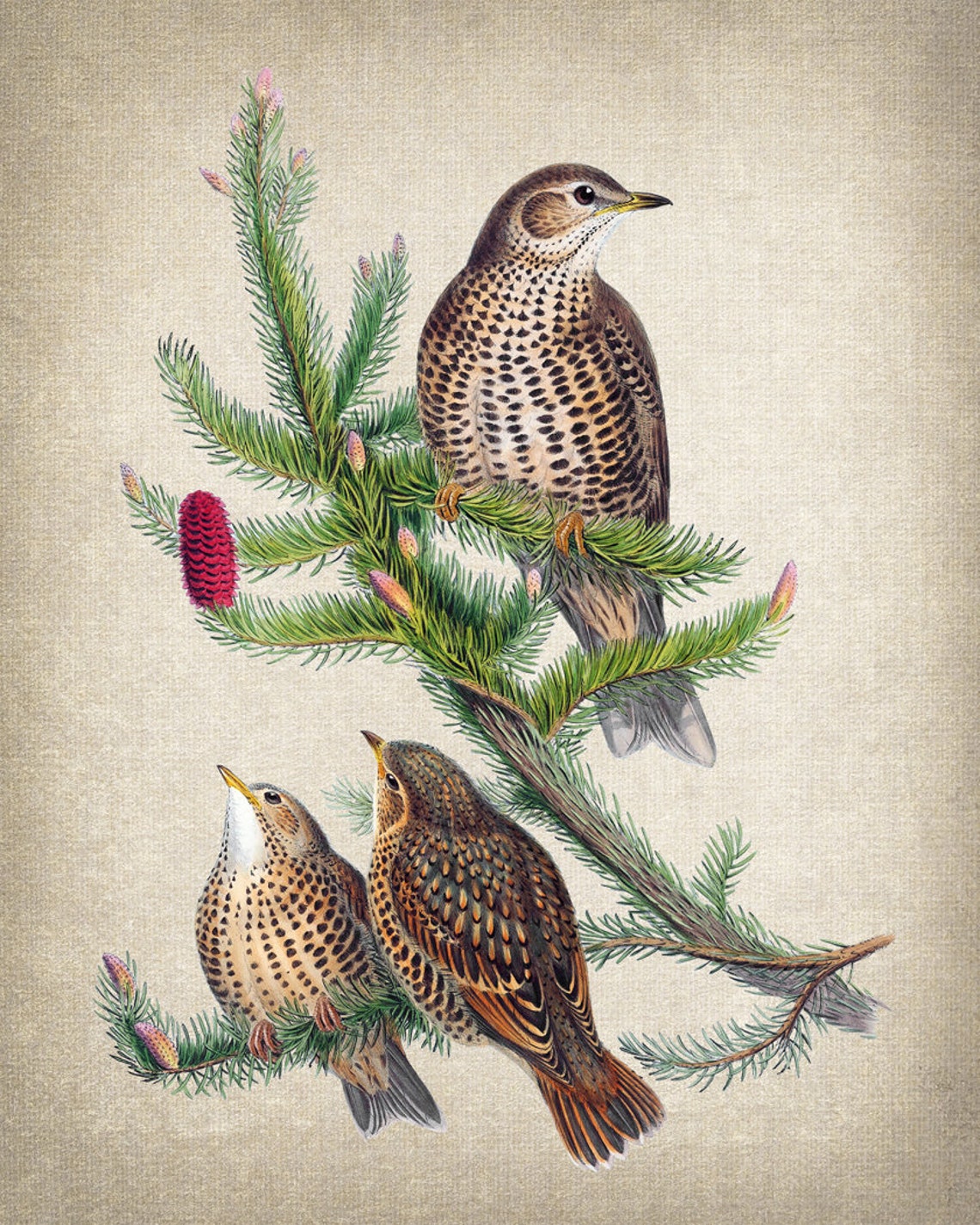 Spotted Thrush Trio On Pine Branch Vintage Natural History Bird Poster - Image 2