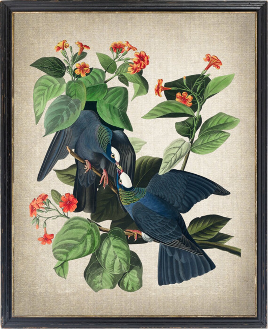 White-Crowned Pigeon Vintage Audubon Bird Print