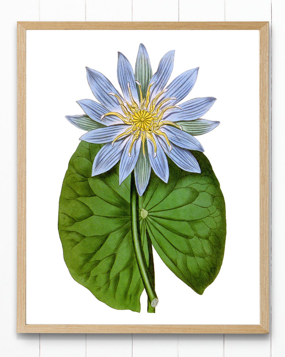 Blue Water Lily Bloom with Giant Green Lily Pad Botanical Poster Art - Image 4