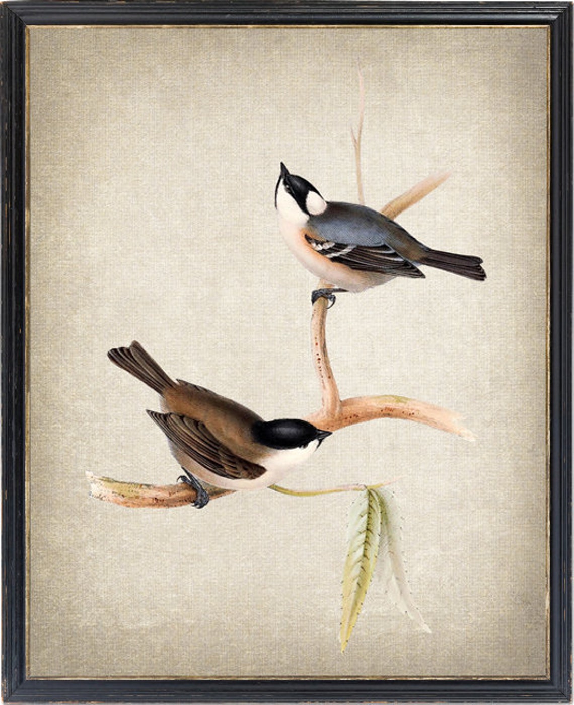 Tit Bird Pair On Branch Vintage Natural History Songbird Poster