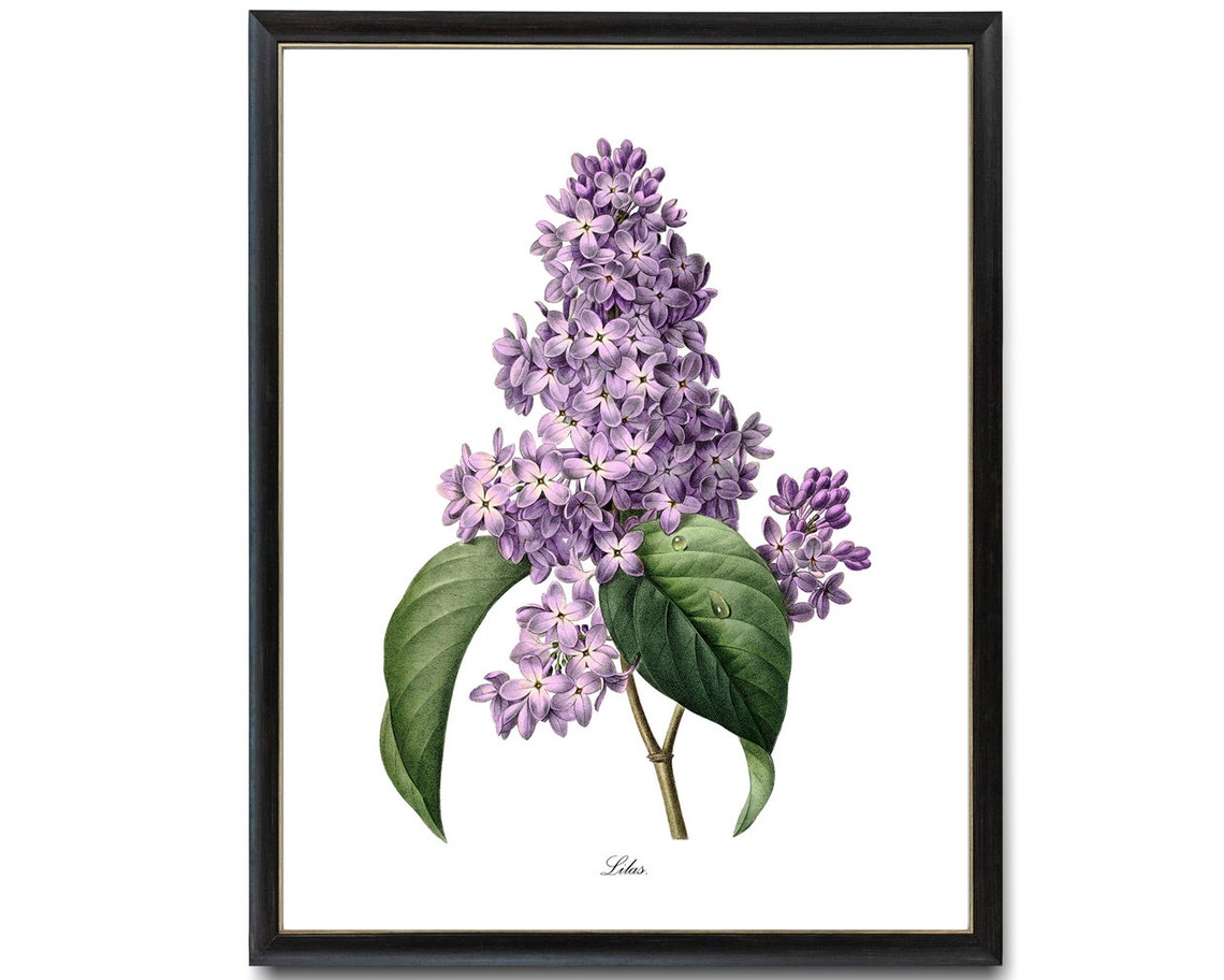 Purple Lilac Lilas Vintage Botanical Flower Illustration Poster