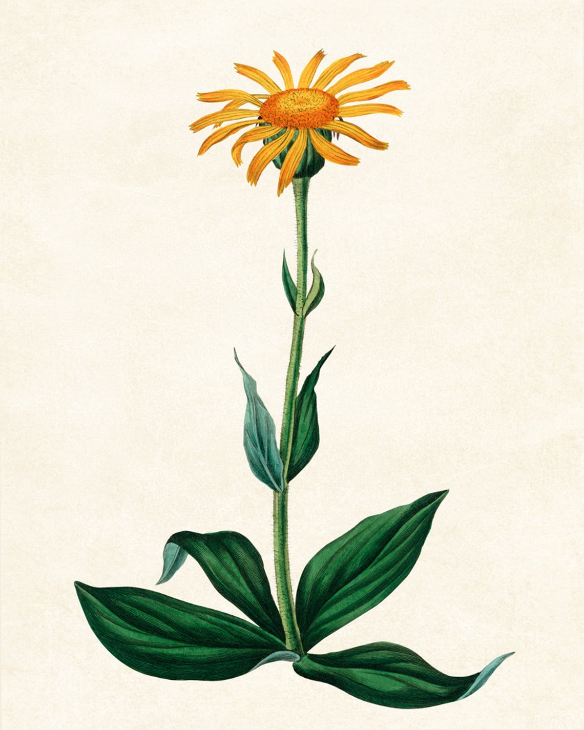 Wolfs Bane Orange Daisy Flower Tall Stem Vintage Botanical Poster - Image 2