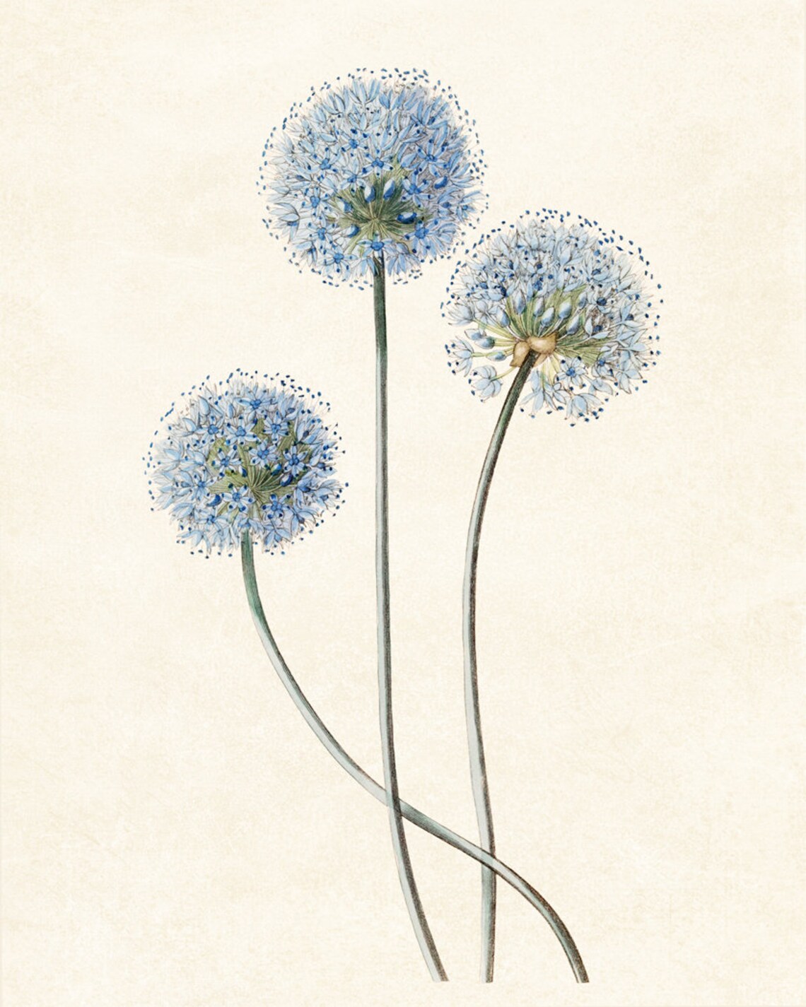 Blue Flowering Allium Caeruleum Vintage Art Print - Image 3