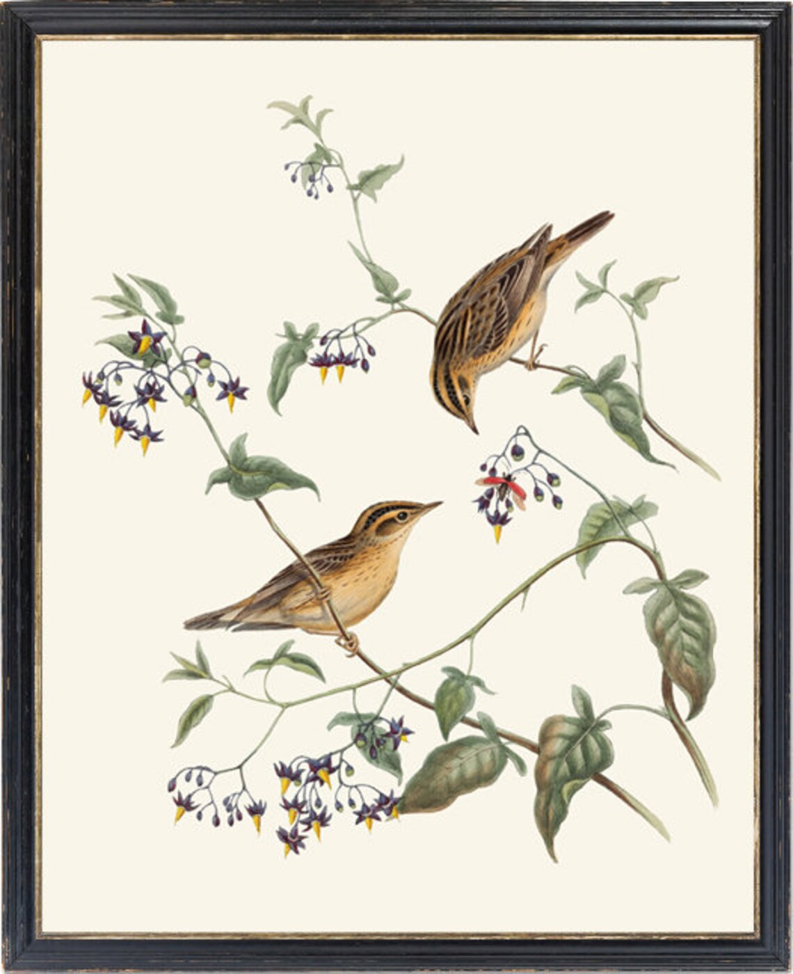 Warbler Birds Vintage Illustration Art Print - Image 2