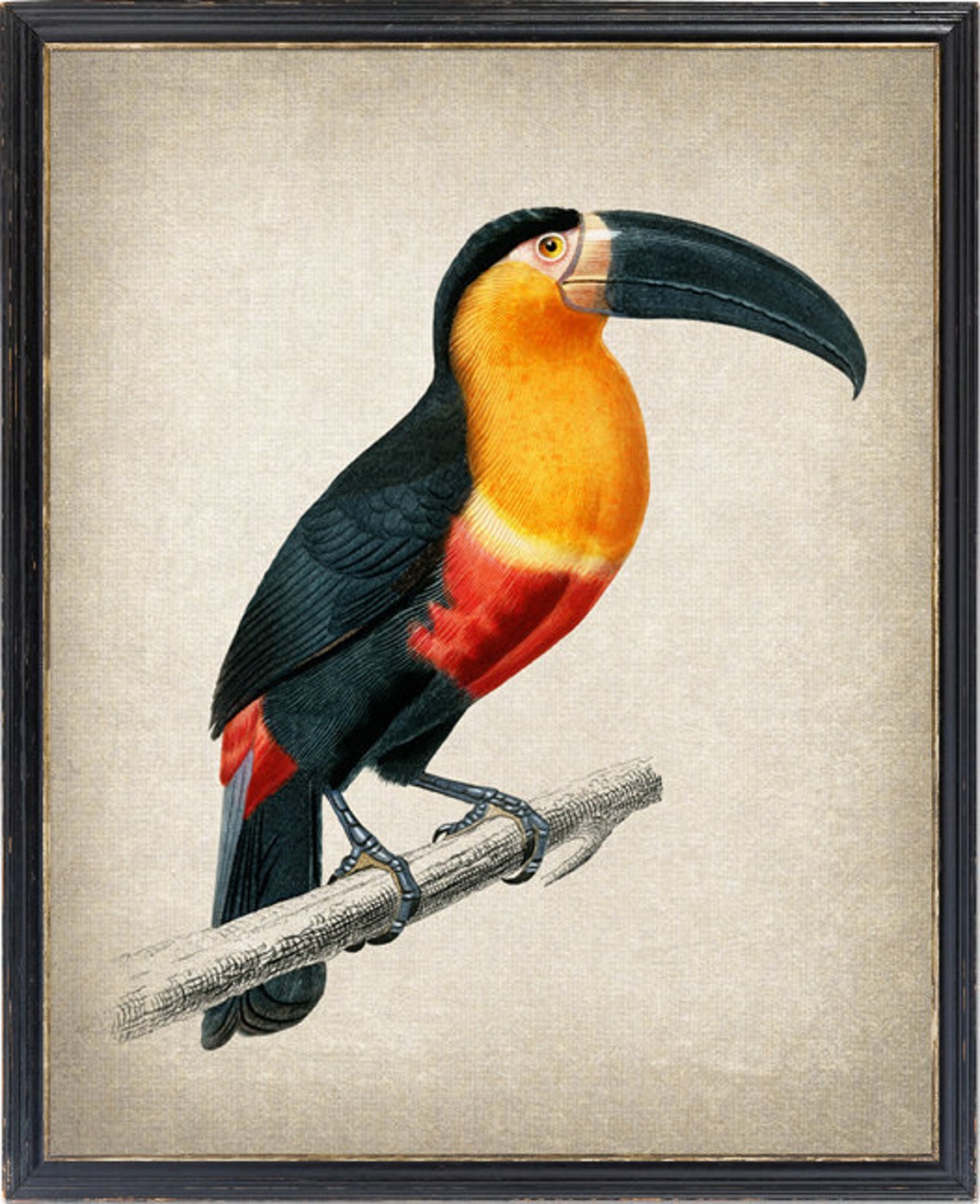 Toucan Tropical Bird Vintage Natural History Illustration Poster