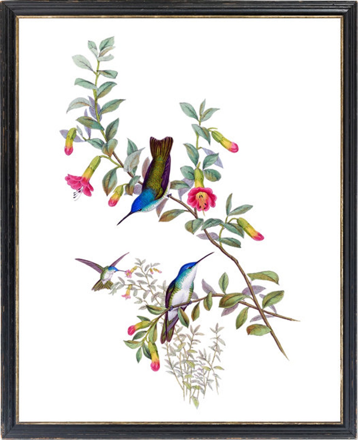 Three Hummingbirds Vintage Botanical Floral Illustration Poster - Image 3