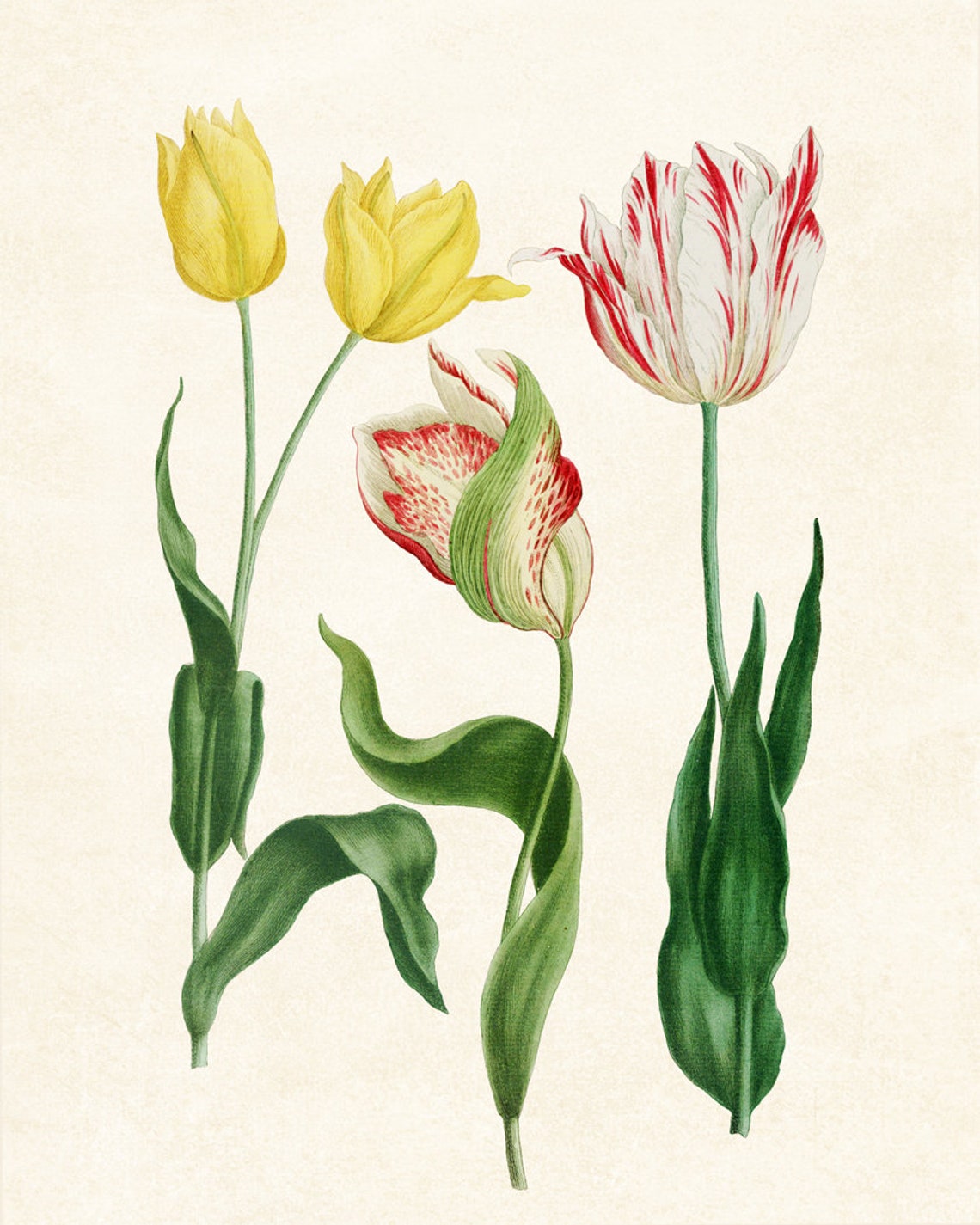 Yellow and Red Tulips Antique Botanical Illustration Art Poster - Image 3