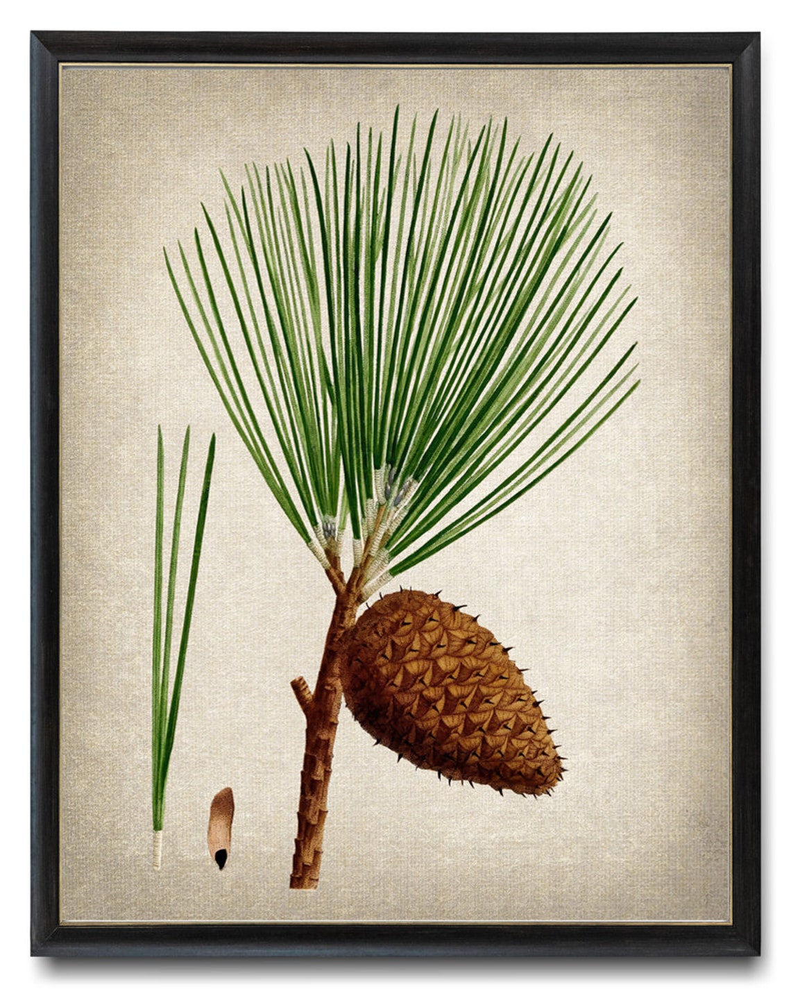 Pitch Pine Long Needles Cone Vintage Botanical Illustration Print