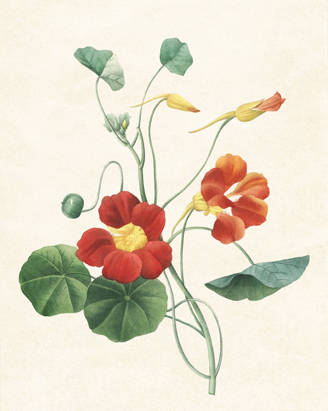 Red Garden Nasturtium Classic Vintage Botanical Flower Poster - Image 3