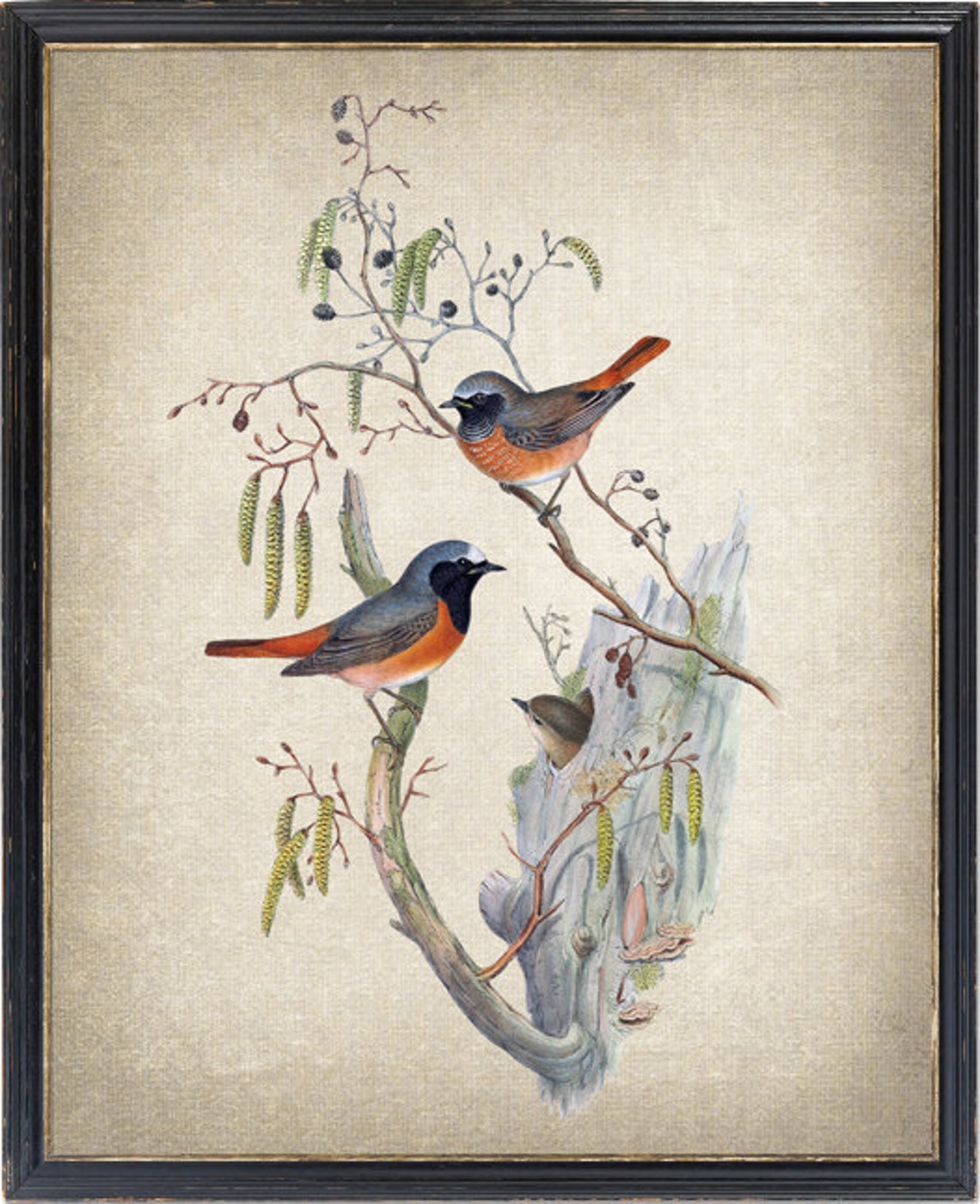 Common Redstart Bird Pair Classic Antique Ornithological Poster