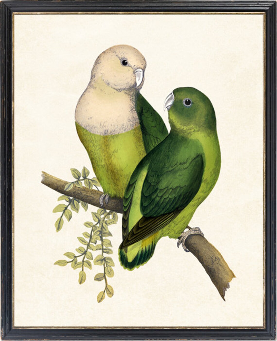 Madagascar Lovebirds Vintage Parrot Illustration Art Print - Image 2