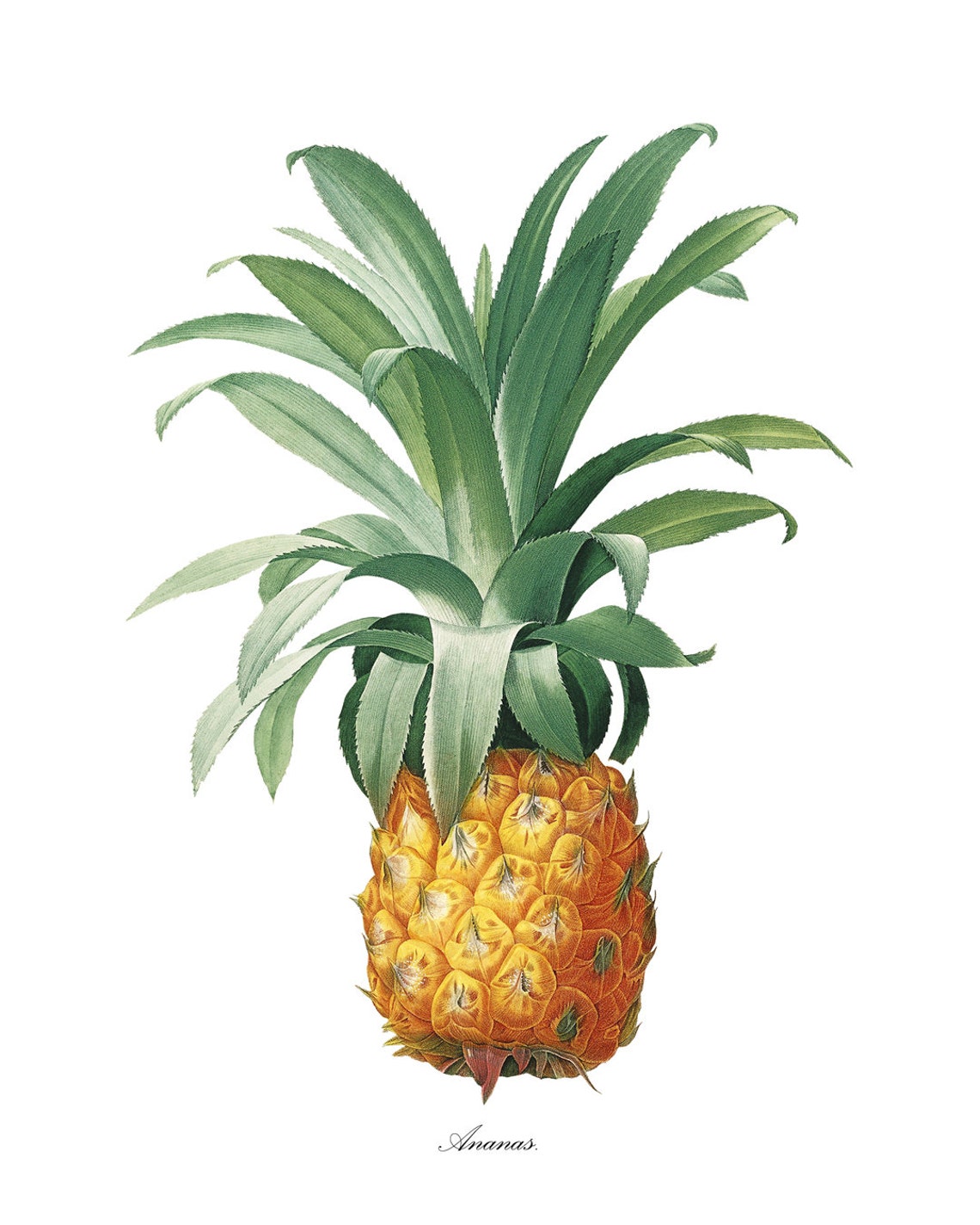 Vintage Pineapple Ananas Botanical Fruit Illustration Poster - Image 3