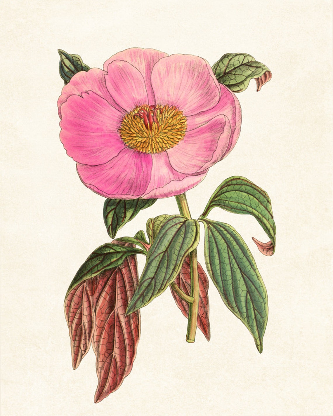 Pink Peony Bloom Vintage Botanical Flower Illustration Poster - Image 3