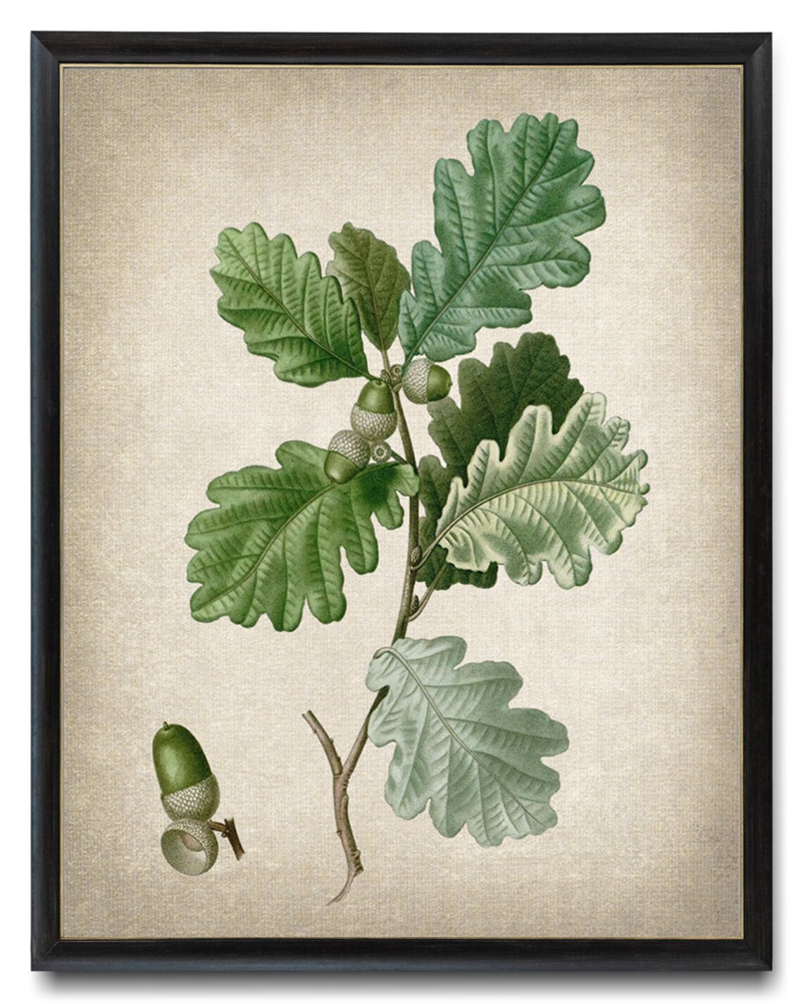 Acorns and Leaves English Oak Antique Illustration Art Print