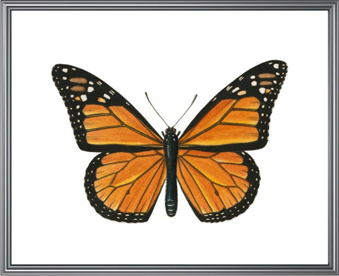 Monarch Butterfly Vintage Insect Art Print