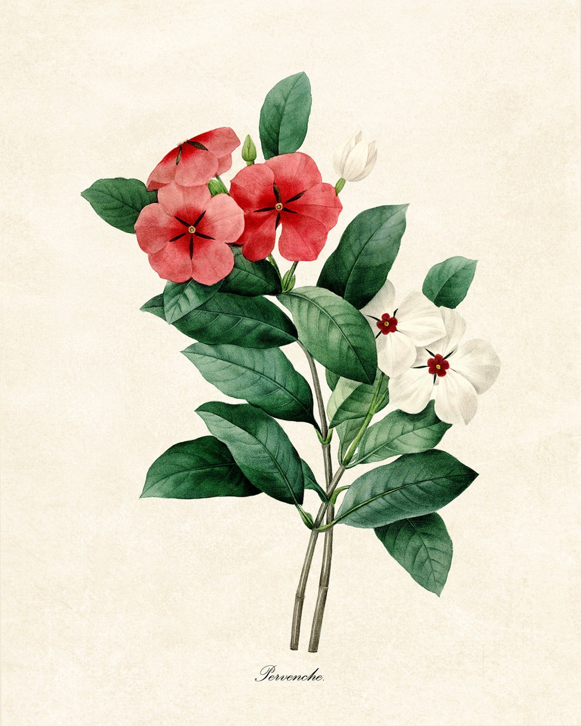 Red And White Periwinkle Pervenche Vintage Botanical Flower Poster - Image 2