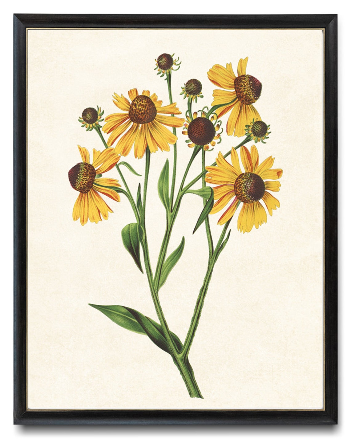 Yellow Helenium Flowers Vintage Botanical Illustration Poster