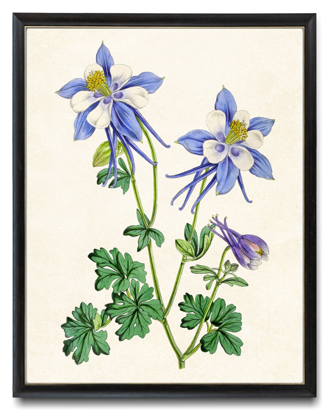 Blue Columbine Vintage Botanical Art Print