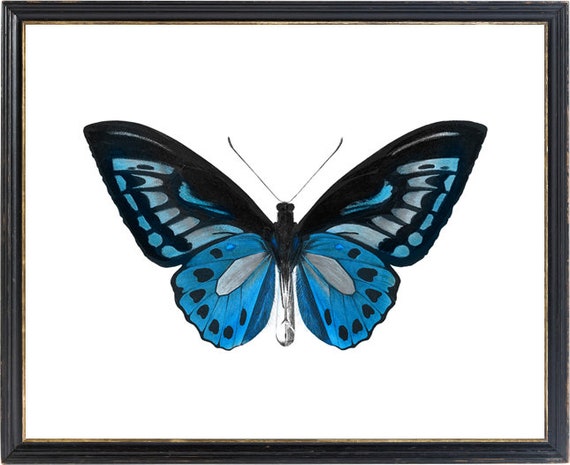 Blue And Black Butterfly Art Vintage Insect Illustration Natural History Minimal Wall Art Decor Instant