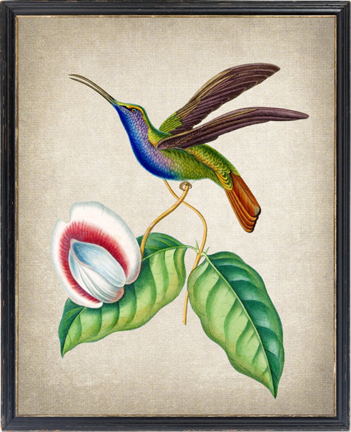 Sickle Wing Hummingbird In Flight Vintage Natural History Bird Poster