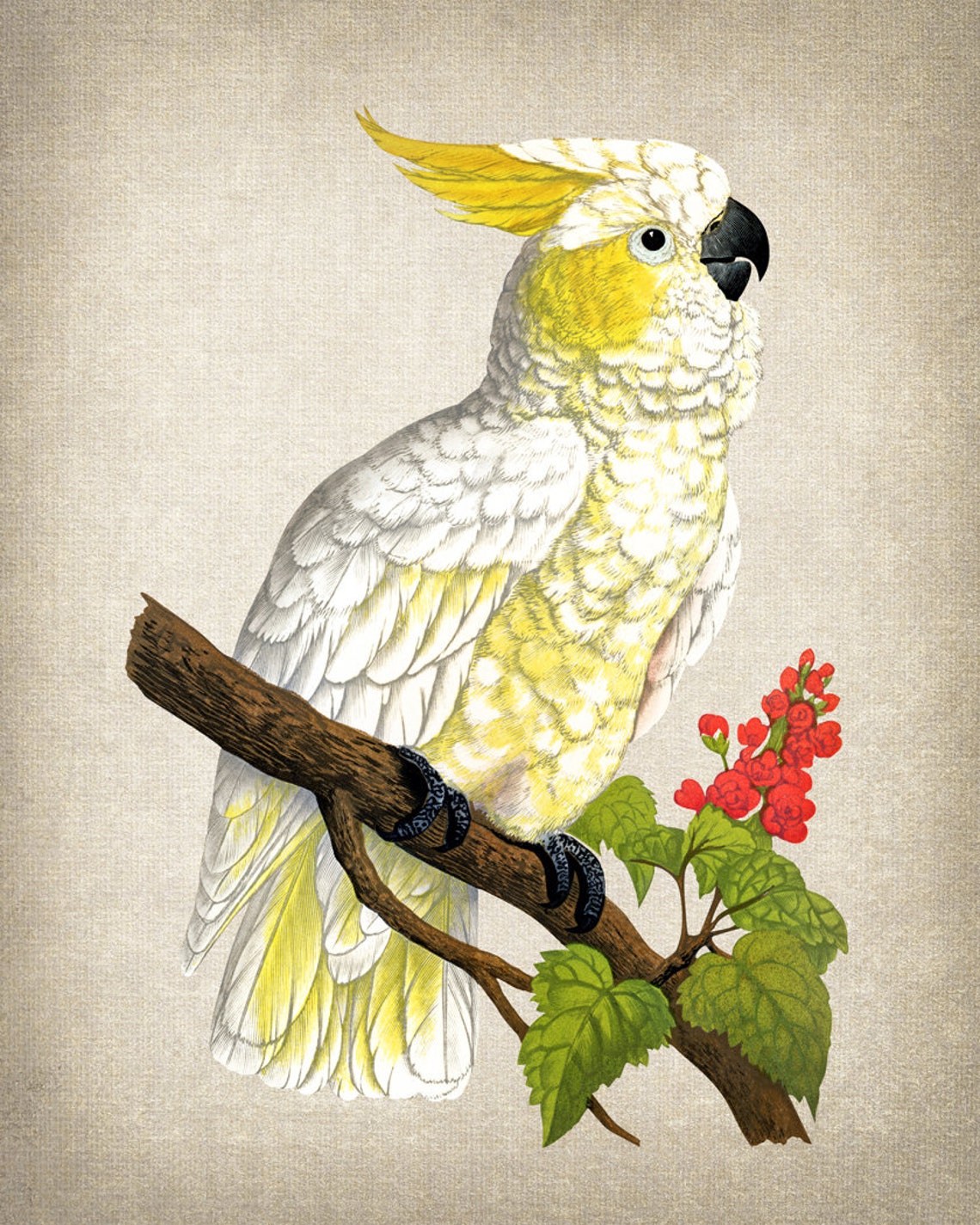 Lemon Crested Cockatoo Vintage Illustration White Parrot Poster - Image 2