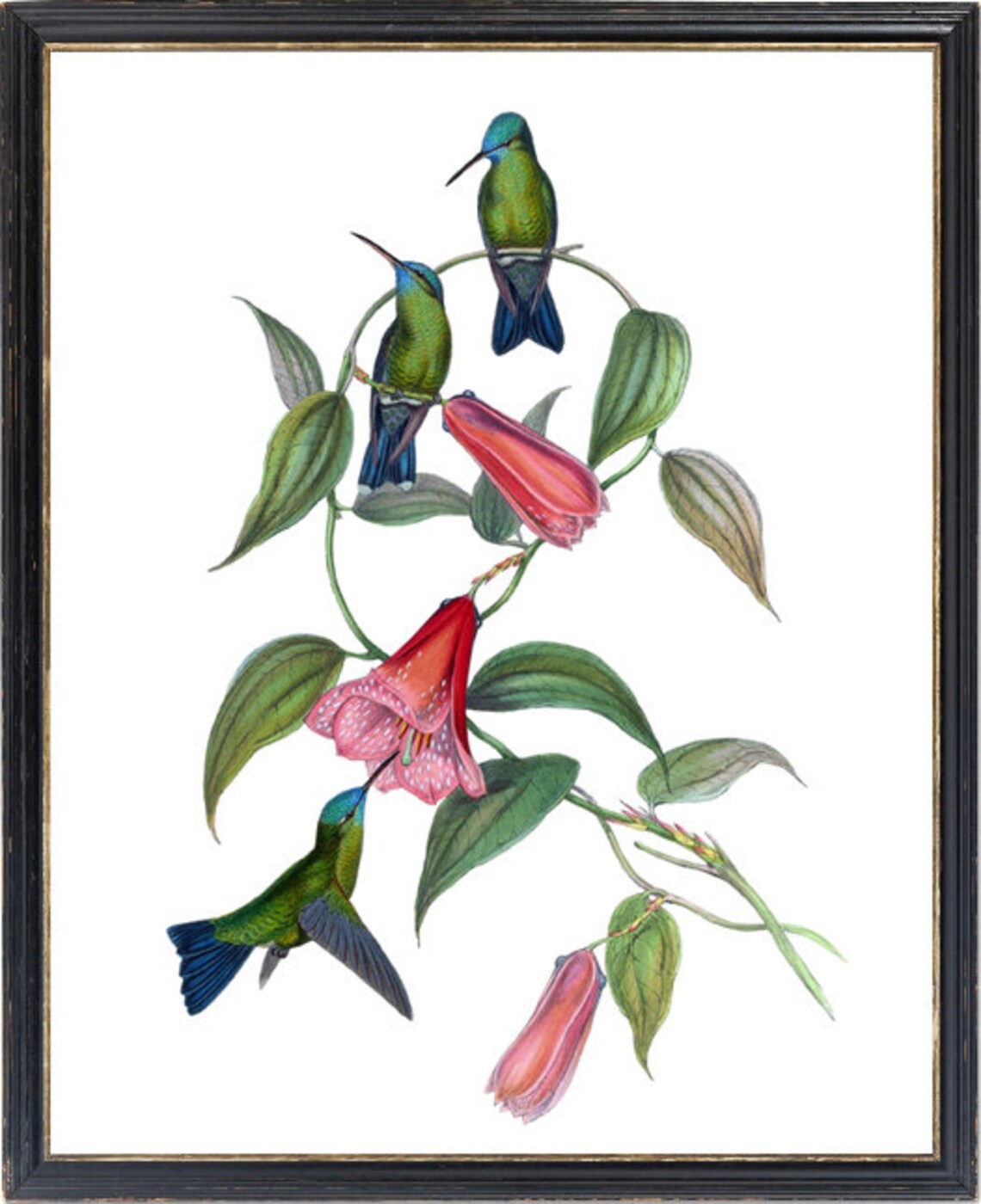 Antique Hummingbird Trio Red Trumpet Flowers Botanical Bird Poster - Image 3