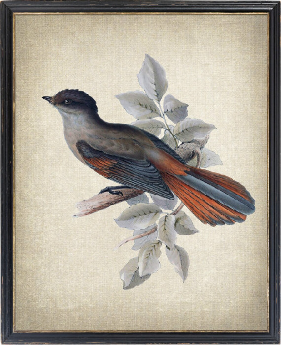 Siberian Jay With Russet Tail Vintage Bird Illustration Poster
