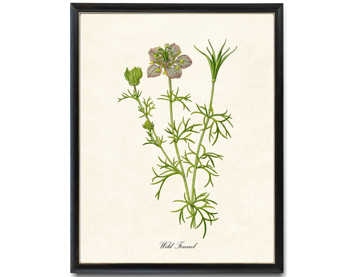Wild Fennel Vintage Botanical Art Print