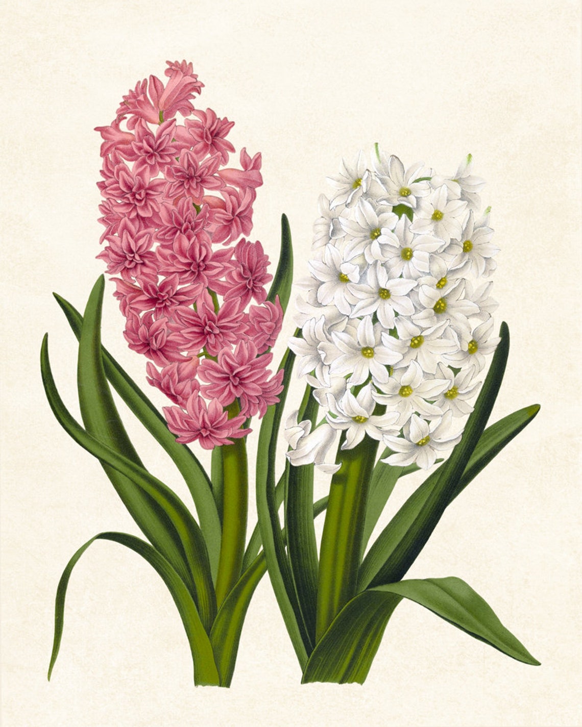 Pink and White Hyacinth Vintage Botanical Spring Flower Poster - Image 3