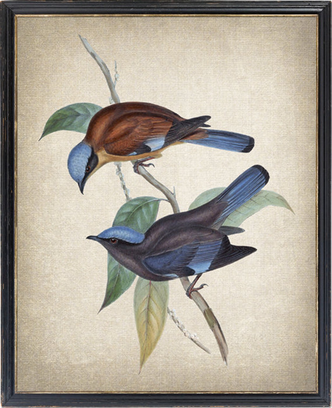 Purple Cochoa Songbird Pair Antique Nature Illustration Poster