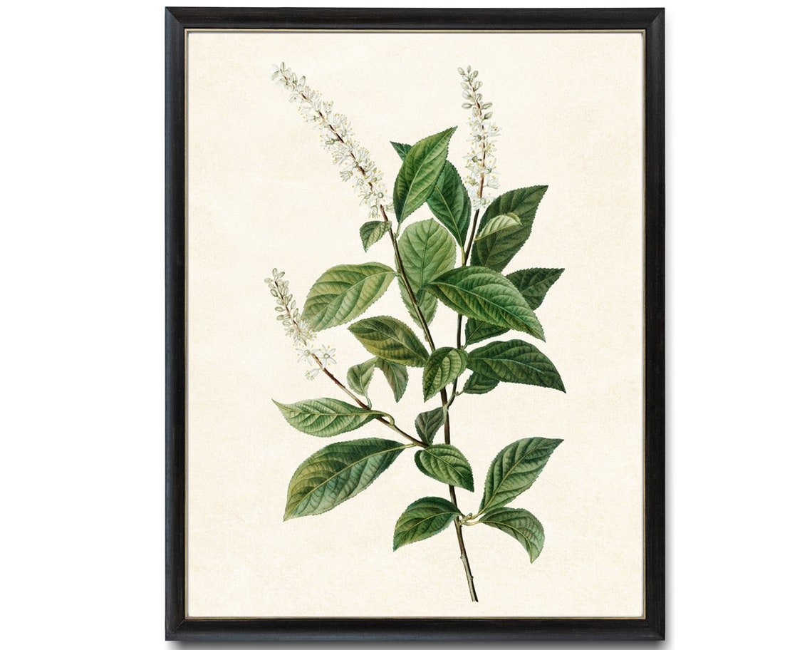 Virginia Sweetspire White Blossom Botanical Illustration Poster
