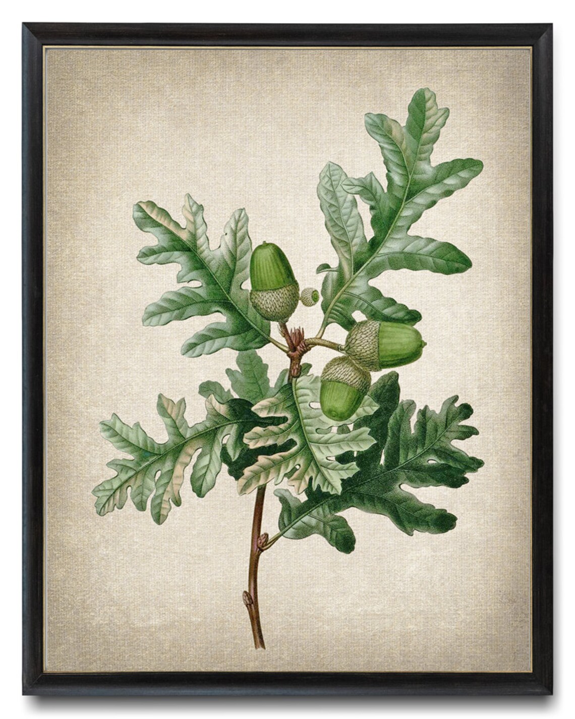 Pyrenean Oak Vintage Illustration Art Print