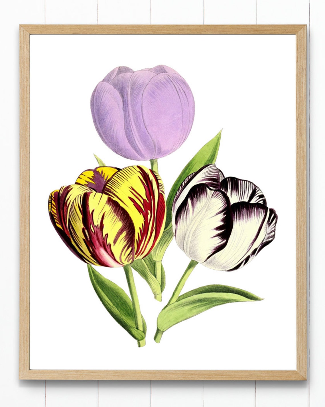 Parrot Tulip Trio Bold Colors Antique Botanical Flower Study Poster - Image 4