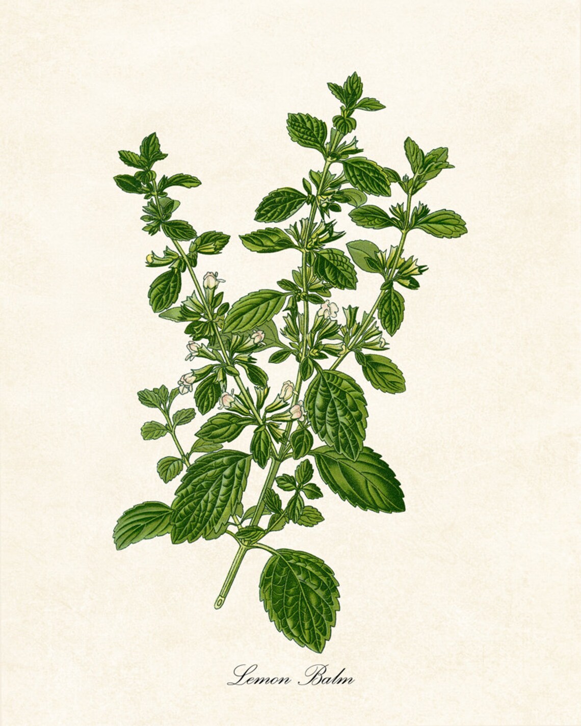 Lemon Balm Flowering Herb Vintage Botanical Art Print - Image 2