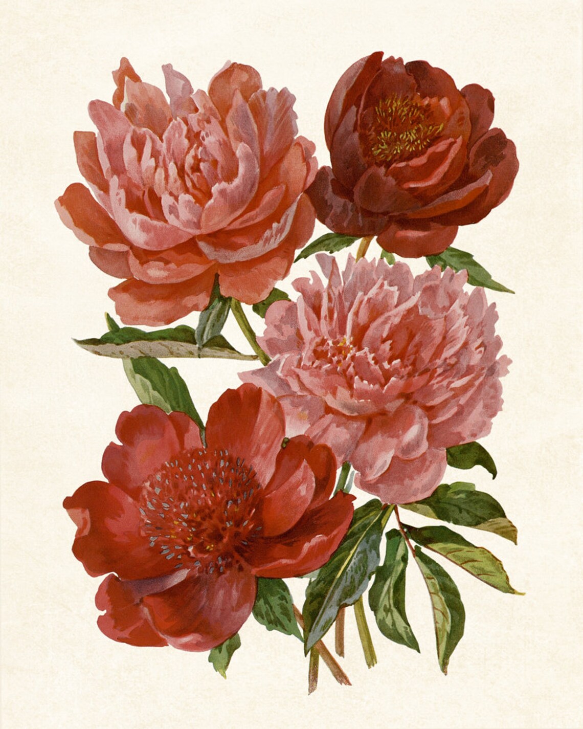 Peony Vintage Flower Illustration Art Print - Image 3