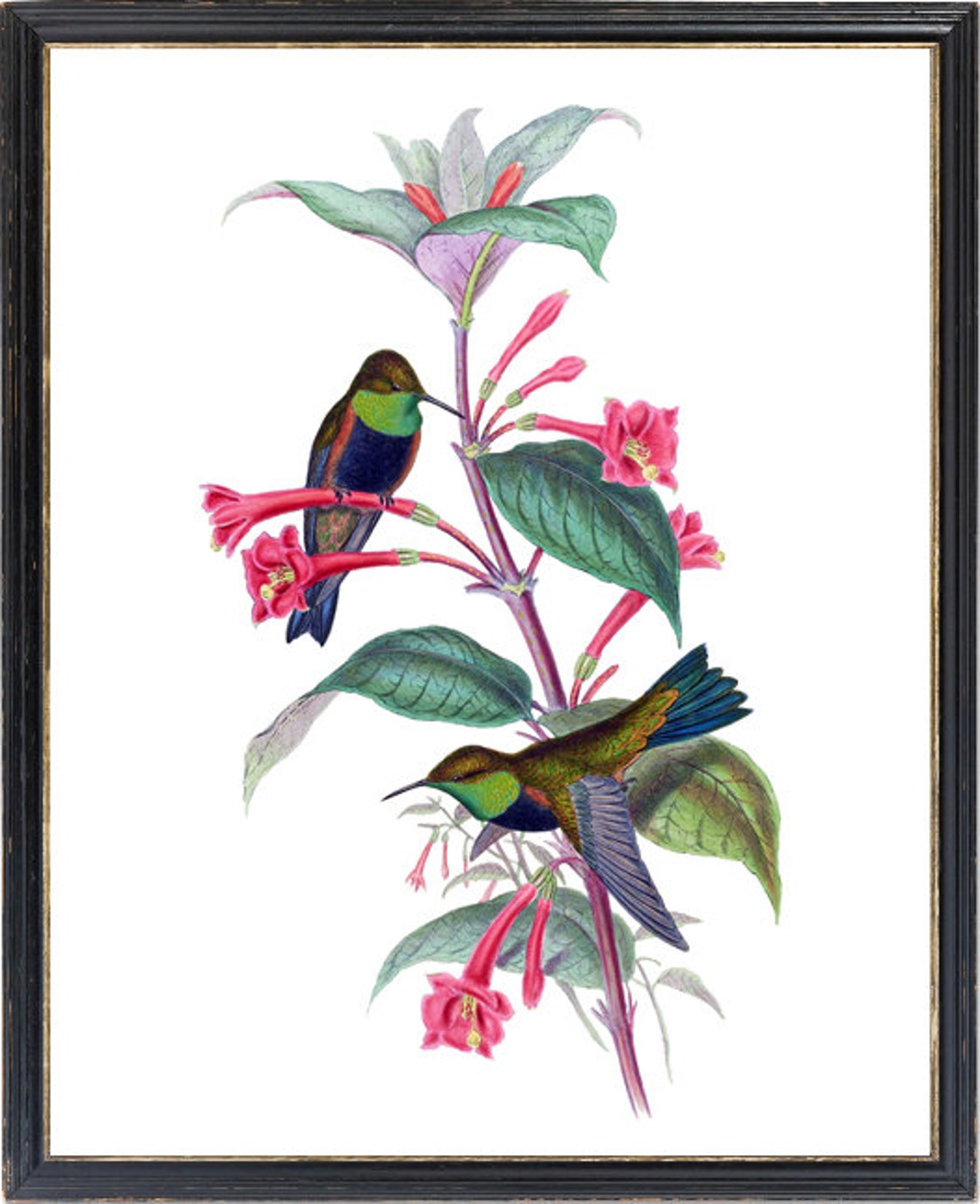 Hummingbird Pair on Red Trumpet Flowers Vintage Illustration Print - Image 3