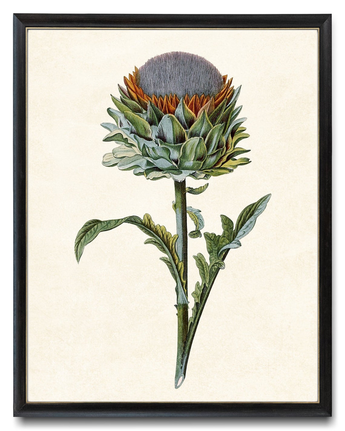 Artichoke Thistle Flower Head Vintage Botanical Garden Art Poster - Image 4