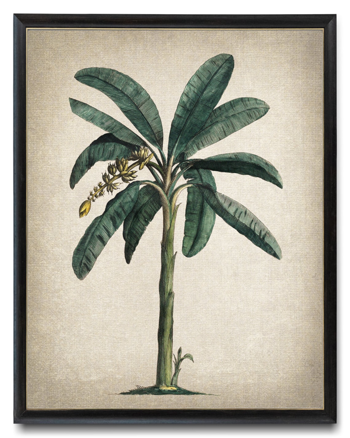 Banana Plant Botanical Wall Art Print