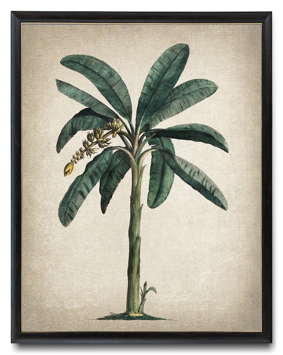 Tropical Banana Plant Vintage Illustration Art Print