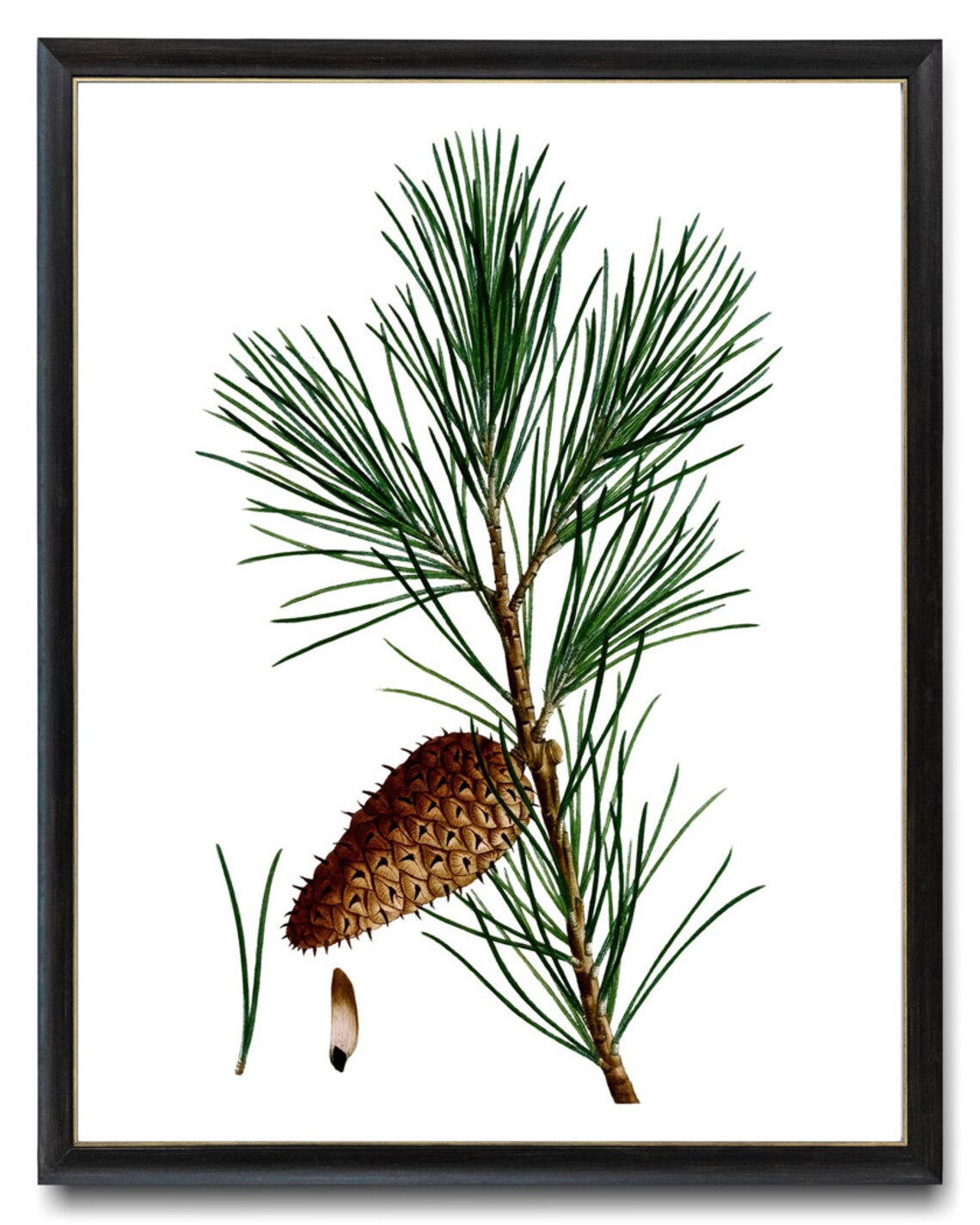 Jersey Pine Vintage Botanical Art Print - Image 3